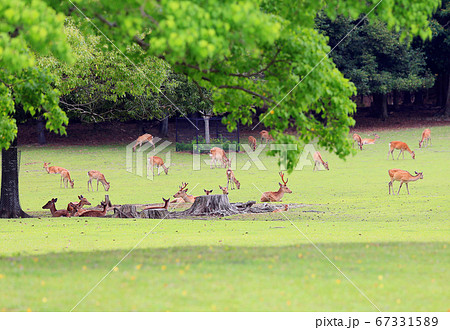 奈良公園の芝生と鹿のイメージ 67331589