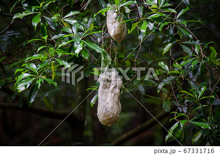 モリアオガエルの卵塊 67331716