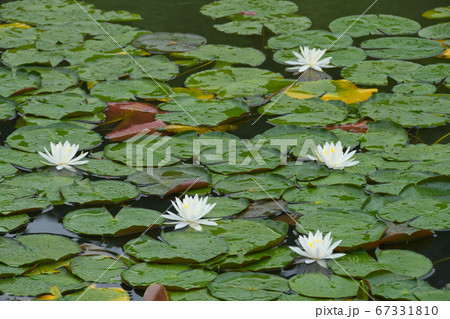 秩父二十五番札所久昌寺スイレンの花 67331810