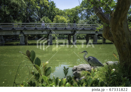 京都御苑内にある旧九条家庭園の九条池に憩うアオサギと池に架かる高倉橋が見える風景です 京都御苑内にある旧九条家庭園の九条池に憩うアオサギと池に架かる高倉橋が見える風景です 67331822
