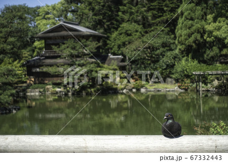 京都御苑内にある旧九条家庭園「拾翠亭」の初夏の風景と鳩 京都御苑内にある旧九条家庭園「拾翠亭」の初夏の風景と鳩 67332443
