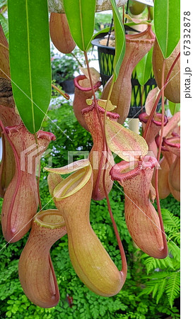 ネペンテスの写真素材