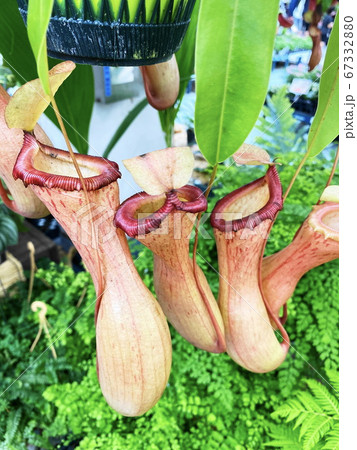 ネペンテスの写真素材 6733