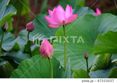 蓮の花 蓮の花 67333037