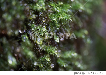 屋久島の白谷雲水峡に生える苔 67333345