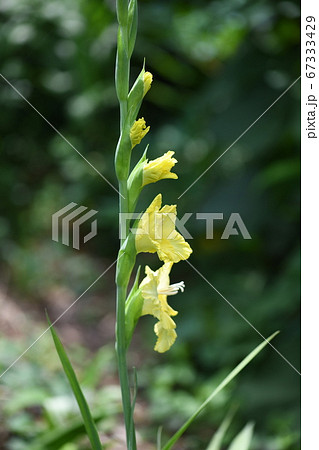 グラジオラスの開花順 グラジオラスの開花順 67333429