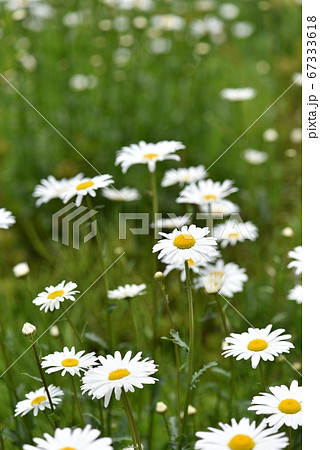 キク科の白い花 フランスギクの写真素材