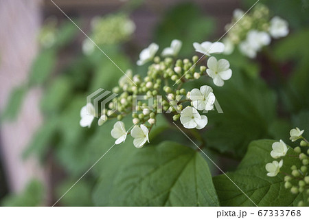 煉瓦の壁を背景にした白いカンボクの花 67333768