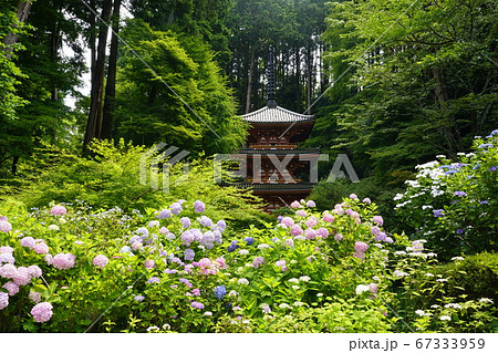 花の寺 岩船寺三重の塔紫陽花満開 花の寺 岩船寺三重の塔紫陽花満開 67333959