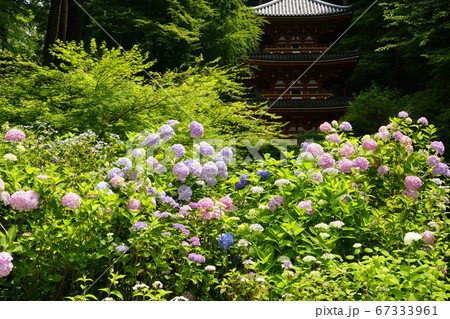 花の寺 岩船寺三重の塔紫陽花満開 花の寺 岩船寺三重の塔紫陽花満開 67333961