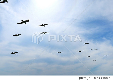 カモメ 海 青空 67334007