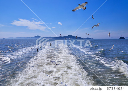 カモメ 海 青空 67334024