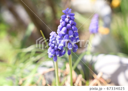 ムスカリの紫色の花 ムスカリの紫色の花 67334025