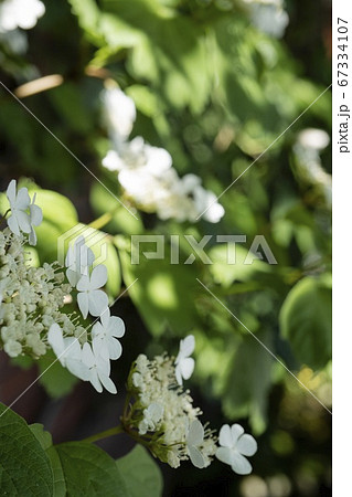 木洩れ日を背景に日陰のカンボクの花をクローズアップ 木洩れ日を背景に日陰のカンボクの花をクローズアップ 67334107