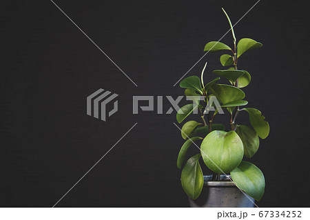 鉢植えの観葉植物 ペペロミア オブツシフォリアの写真素材