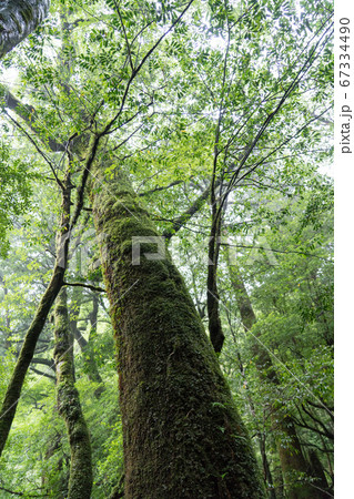 屋久島の白谷雲水峡にある苔むす森 67334490