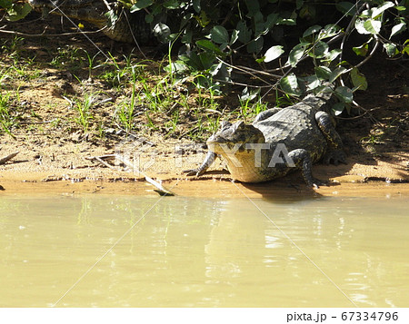 Crocodiles Of The Amazon River - Stock Photo [67334796] - Pixta