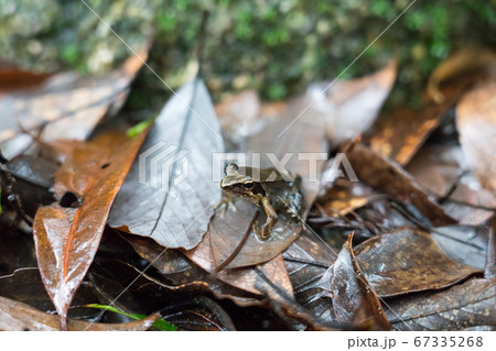 ヤクシマタゴガエル ヤクシマタゴガエル 67335268