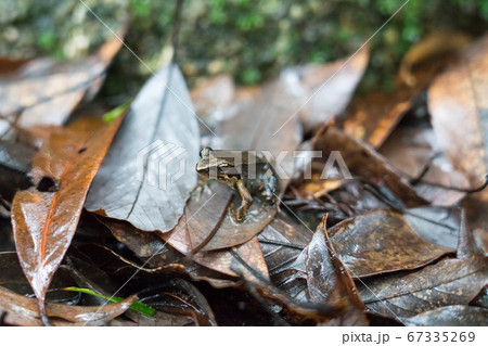 ヤクシマタゴガエル ヤクシマタゴガエル 67335269