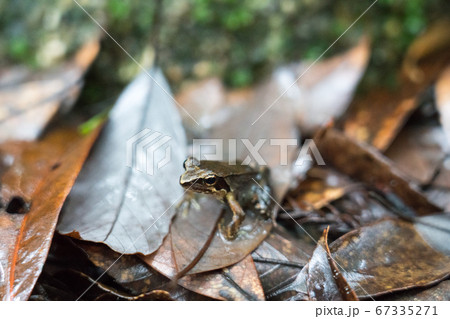 ヤクシマタゴガエル 67335271