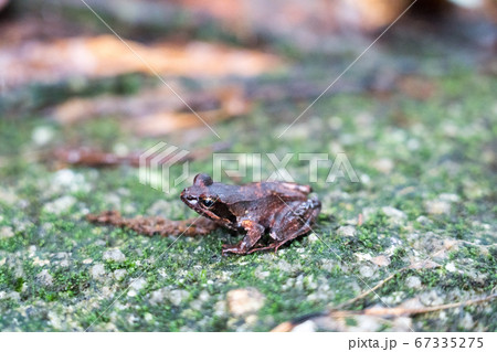 ヤクシマタゴガエル ヤクシマタゴガエル 67335275