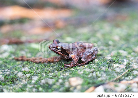ヤクシマタゴガエル 67335277