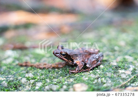ヤクシマタゴガエル ヤクシマタゴガエル 67335278