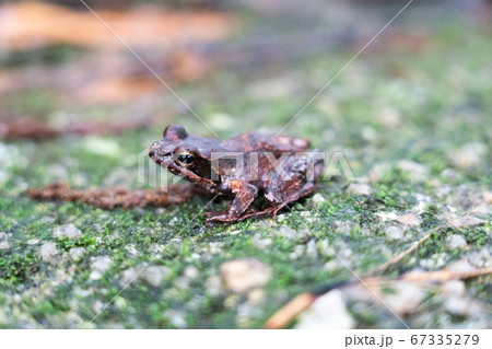 ヤクシマタゴガエル ヤクシマタゴガエル 67335279