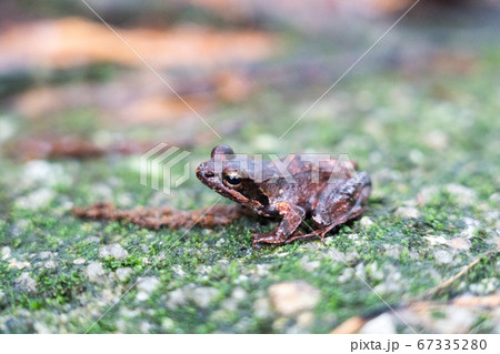 ヤクシマタゴガエル 67335280