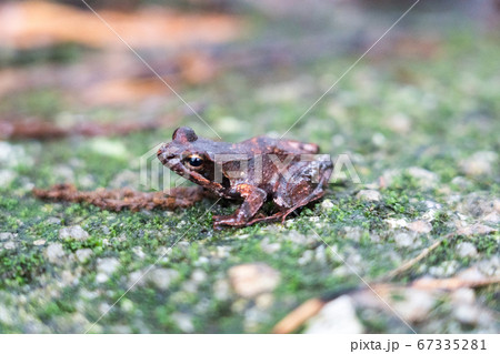 ヤクシマタゴガエル 67335281