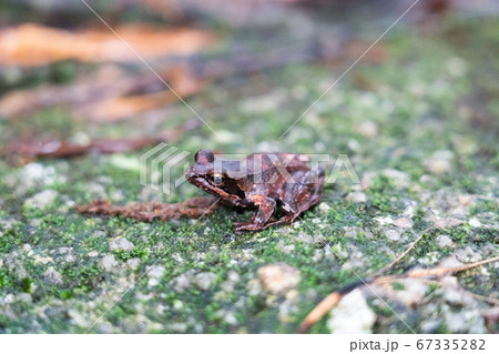 ヤクシマタゴガエル 67335282