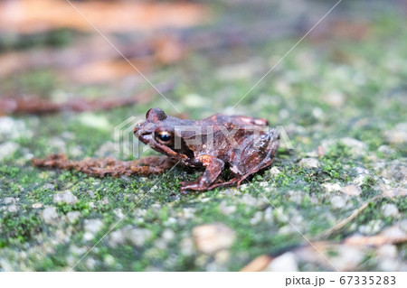ヤクシマタゴガエル 67335283