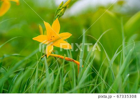 ニッコウキスゲの花 白馬五竜高山植物園 長野県 の写真素材