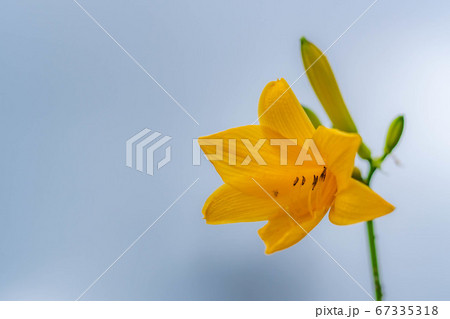 ニッコウキスゲの花 白馬五竜高山植物園 長野県 の写真素材