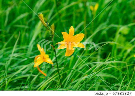 ニッコウキスゲの花 白馬五竜高山植物園 長野県 の写真素材