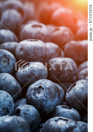 Blueberries close-up in full screen with dewdrops. 67335656