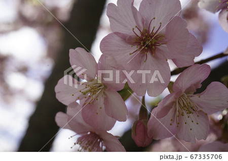 河津桜 67335706