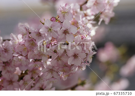 河津桜 河津桜 67335710