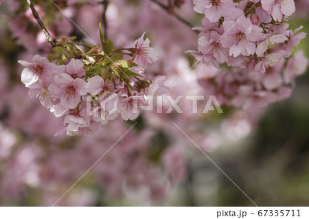 河津桜 67335711