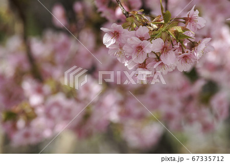 河津桜 67335712