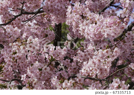 河津桜 河津桜 67335713
