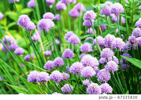 チャイブの花の写真素材