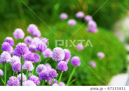 チャイブの花 67335831