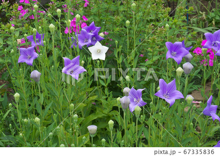 桔梗の花畑　青紫色の花と白化種 67335836
