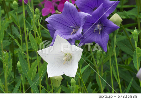 桔梗の花 青紫色と白化種 桔梗の花 青紫色と白化種 67335838