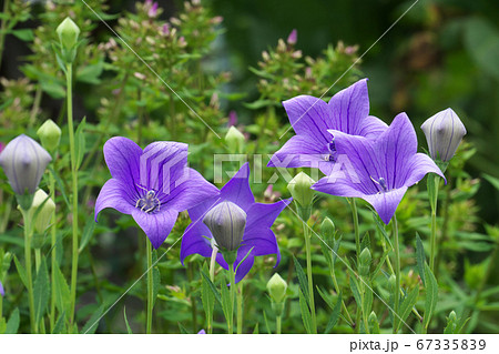 桔梗の花と紙風船のようなツボミ 桔梗の花と紙風船のようなツボミ 67335839