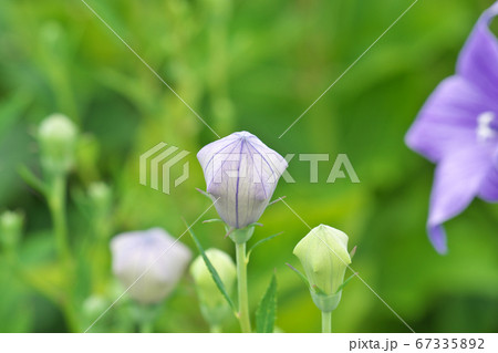 紙風船のような桔梗のツボミ 67335892