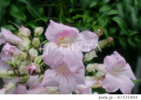 梅雨:木の花:ノウゼンカズラ:ウスピンク色 梅雨:木の花:ノウゼンカズラ:ウスピンク色 67335904