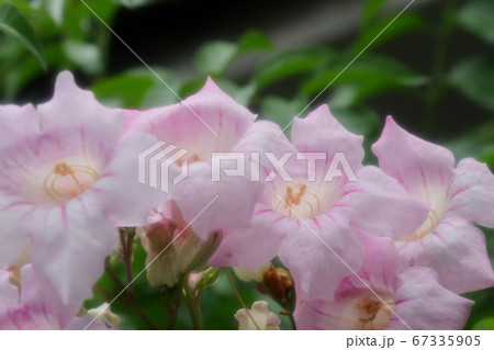 梅雨:木の花:ノウゼンカズラ:ウスピンク色 梅雨:木の花:ノウゼンカズラ:ウスピンク色 67335905