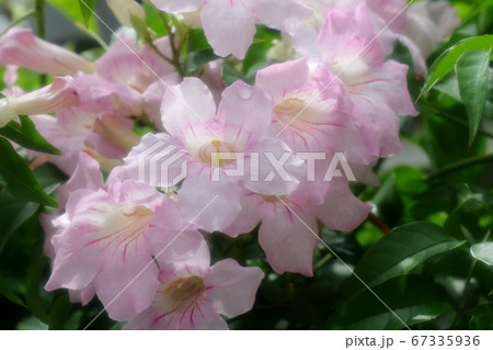 梅雨：木の花：ノウゼンカズラ：ウスピンク色 67335936